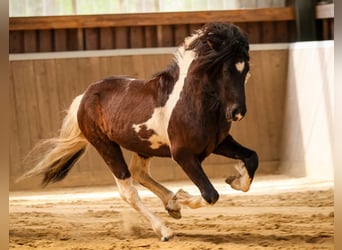 Icelandic Horse, Stallion, 6 years, 13,3 hh, Pinto