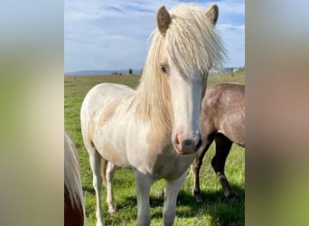 Icelandic Horse, Stallion, 5 years, 14,3 hh, Pinto
