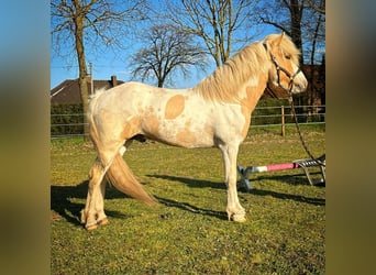 Icelandic Horse, Stallion, 5 years, 14,3 hh, Pinto