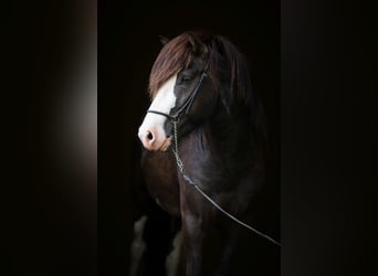 Icelandic Horse, Stallion, 5 years, 14,1 hh