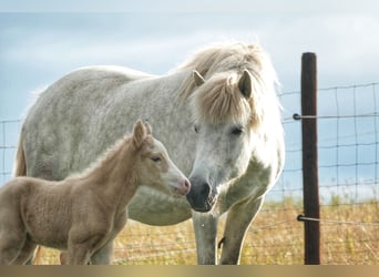 Icelandic Horse, Stallion, 5 years, 14,1 hh
