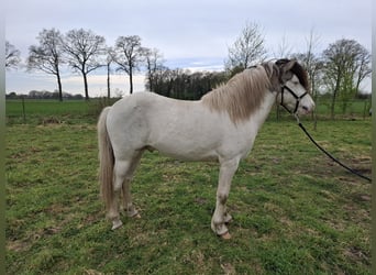 Icelandic Horse, Stallion, 4 years, 13.1 hh, Tobiano-all-colors
