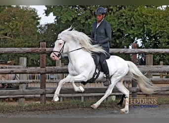 Icelandic Horse, Stallion, 6 years, 14,1 hh, White