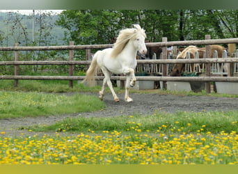 Icelandic Horse, Stallion, 6 years, 14.1 hh, White