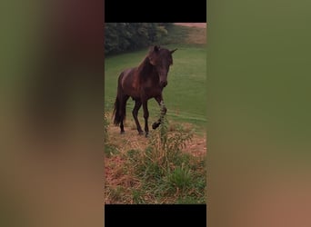 Icelandic Horse, Unknown, 2 years, 13.2 hh