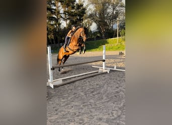 Ich 13- suche eine Reitbeteildigung mit netten Besitzern