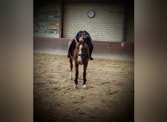 Ich suche ein Pferd zum reiten,pflegen, spazieren ect.