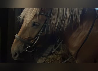 Ich suche  eine liebevolle Reitbeteiligung 🤎