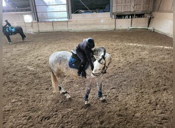 Ich suche eine Liebevolle Reitbeteiligung 