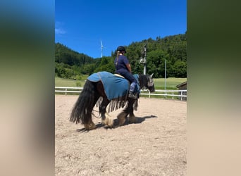 Ich suche eine Reitbeteiligung