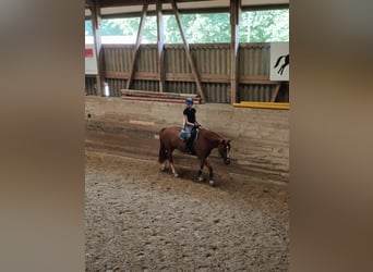 Ich suche eine Reitbeteiligung
