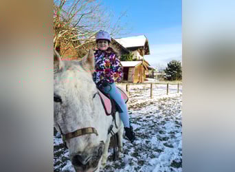 Ich suche eine Reitbeteiligung