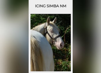 American Quarter Horse, Hengst, 3 Jaar, 143 cm, Perlino