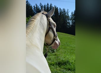 American Quarter Horse, Hengst, 3 Jaar, 143 cm, Perlino