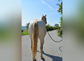 American Quarter Horse, Hengst, 3 Jaar, 143 cm, Perlino