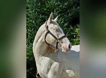 American Quarter Horse, Hengst, 3 Jaar, 143 cm, Perlino