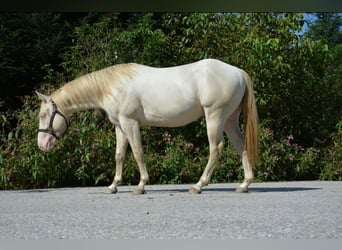 Quarter horse américain, Étalon, 3 Ans, 143 cm, Perlino