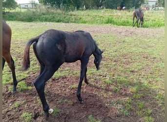 Iers volbloed, Hengst, 1 Jaar, Zwartschimmel