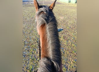 Iers volbloed, Merrie, 10 Jaar, 164 cm, Bruin