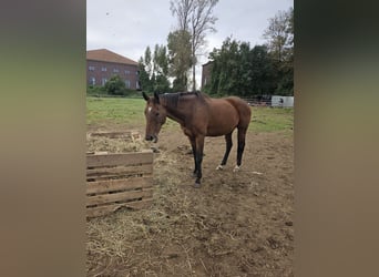 Iers volbloed, Merrie, 10 Jaar, 165 cm, Bruin