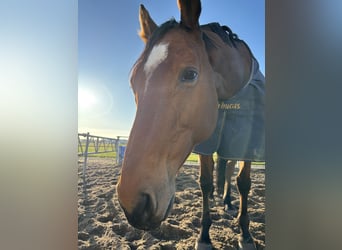 Iers volbloed, Merrie, 11 Jaar, 163 cm, Bruin
