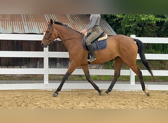 Iers volbloed, Merrie, 11 Jaar, 167 cm, Bruin