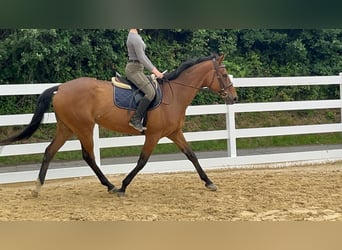 Iers volbloed, Merrie, 11 Jaar, 167 cm, Bruin