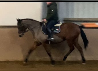 Iers volbloed, Merrie, 13 Jaar, 160 cm, Bruin