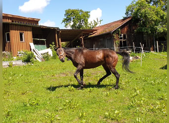 Iers volbloed, Merrie, 14 Jaar, 160 cm, Bruin