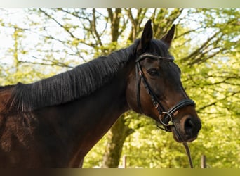 Iers volbloed, Merrie, 14 Jaar, 160 cm, Bruin