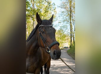 Iers volbloed, Merrie, 14 Jaar, 160 cm, Bruin