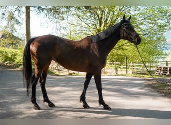 Iers volbloed, Merrie, 14 Jaar, 160 cm, Bruin