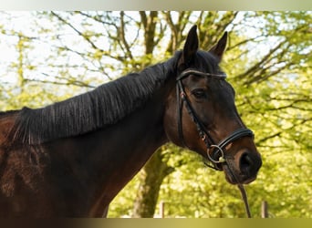Iers volbloed, Merrie, 15 Jaar, 160 cm, Bruin