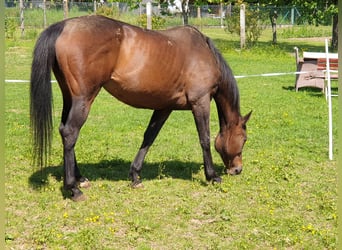 Iers volbloed, Merrie, 15 Jaar, 160 cm, Bruin