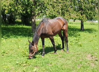 Iers volbloed, Merrie, 15 Jaar, 160 cm, Bruin