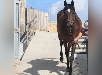 Iers volbloed, Merrie, 15 Jaar, 164 cm, Bruin