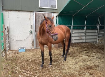 Iers volbloed, Merrie, 15 Jaar, 168 cm, Bruin