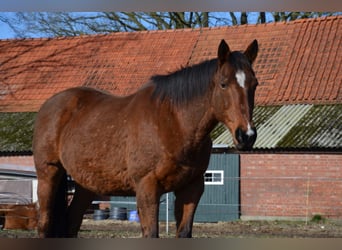Iers volbloed, Merrie, 16 Jaar, 155 cm, Brauner