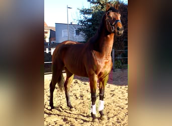 Iers volbloed, Merrie, 3 Jaar, 156 cm, Donkerbruin