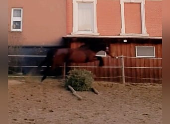 Iers volbloed, Merrie, 4 Jaar, 156 cm, Donkerbruin