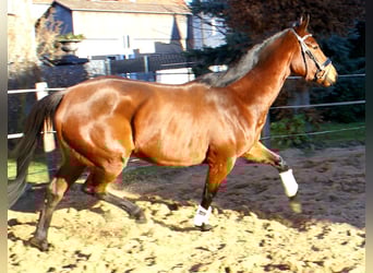 Iers volbloed, Merrie, 4 Jaar, 156 cm, Donkerbruin