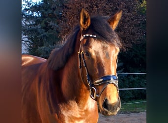 Iers volbloed, Merrie, 4 Jaar, 156 cm, Donkerbruin