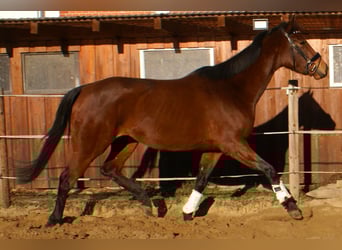Iers volbloed, Merrie, 4 Jaar, 156 cm, Donkerbruin