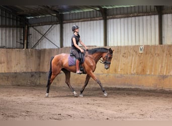 Iers volbloed, Merrie, 4 Jaar, 163 cm, Brauner