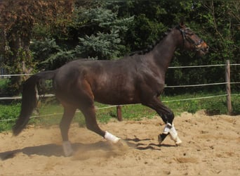 Iers volbloed, Merrie, 5 Jaar, 158 cm, Donkerbruin