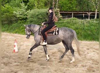 Iers volbloed, Merrie, 5 Jaar, 165 cm, Schimmel