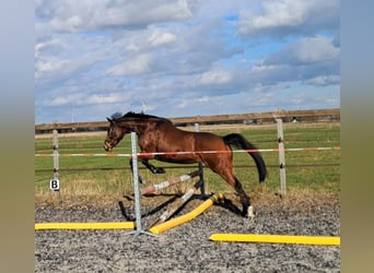 Iers volbloed, Merrie, 6 Jaar, 160 cm, Bruin