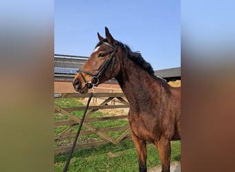 Iers volbloed, Merrie, 6 Jaar, 160 cm, Bruin