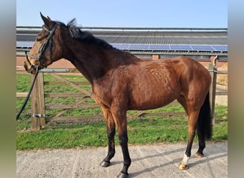 Iers volbloed, Merrie, 6 Jaar, 160 cm, Bruin