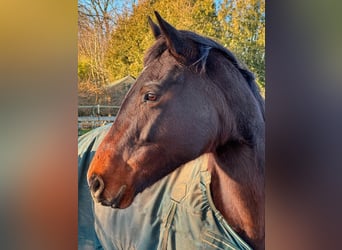 Iers volbloed, Merrie, 6 Jaar, 163 cm, Bruin